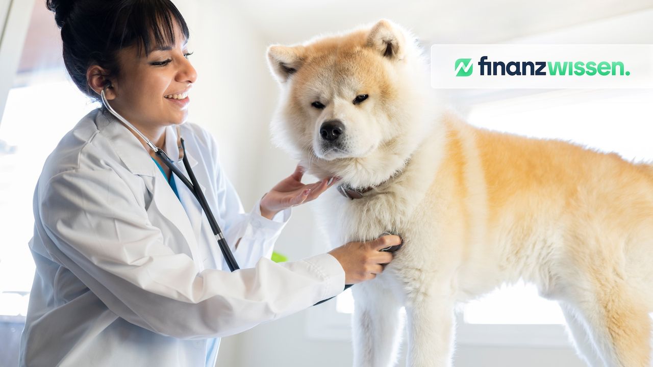 Akita Inu beim Tierarzt