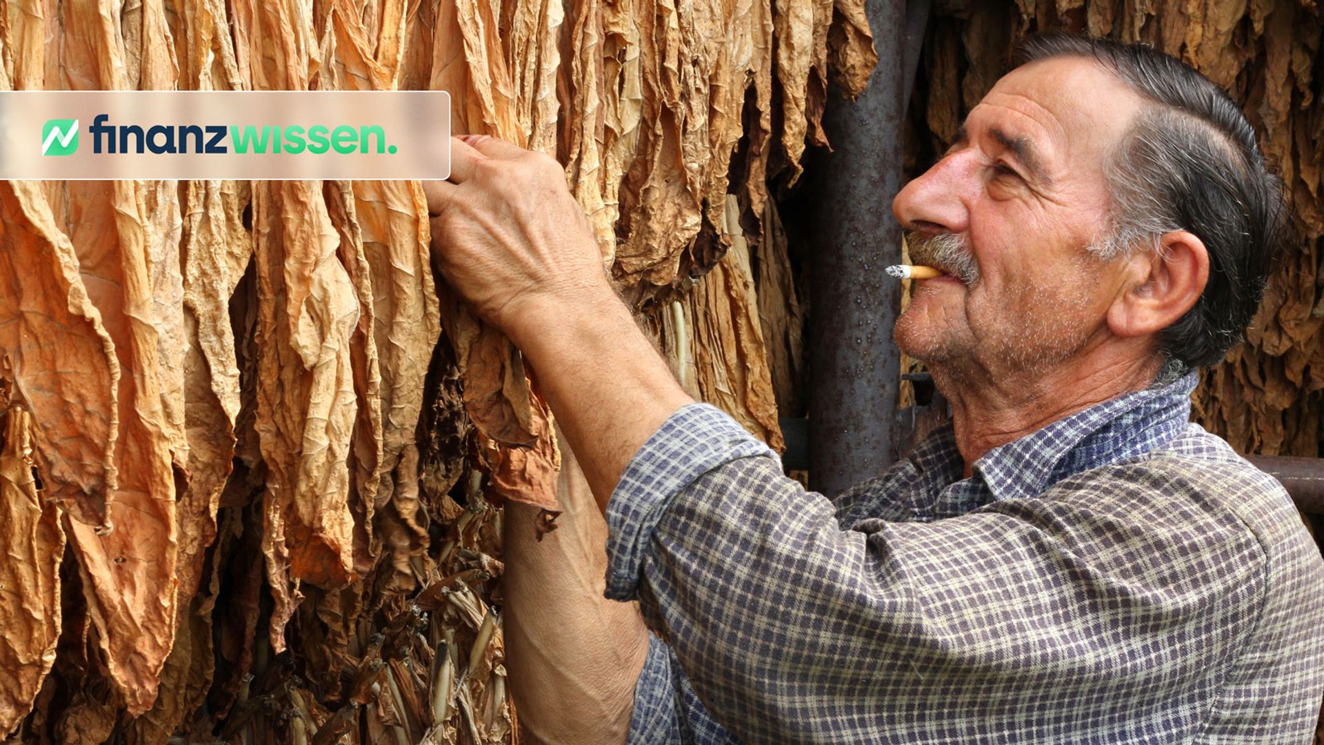 Mann erntet getrockneten Tabak für Tabak-Aktiengesellschaft